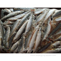 Frozen Horse Mackerel Fish Carapau Wr 15cm